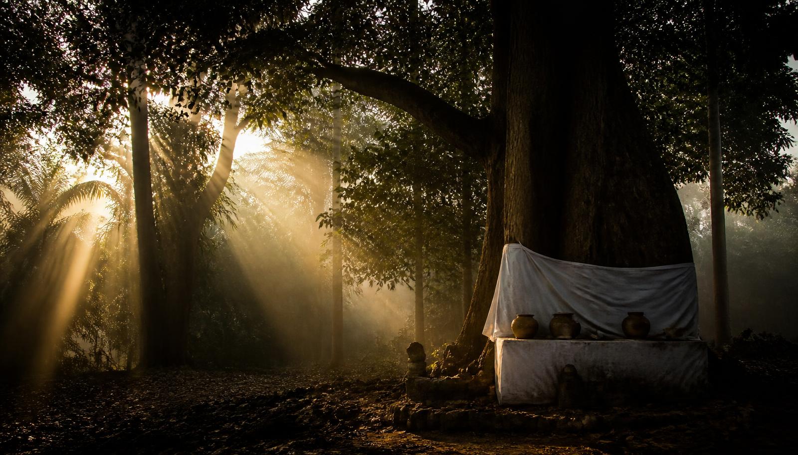Sacred grove at dawn with a white-cloth shrine beneath an iroko tree